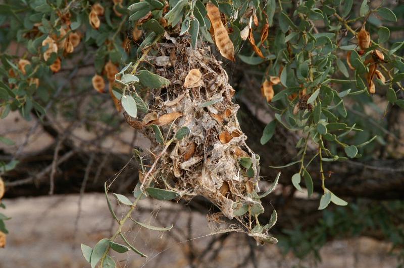 Phryganoporus_canididus_D3621_Z_86_Hamelin pool_Australie.jpg